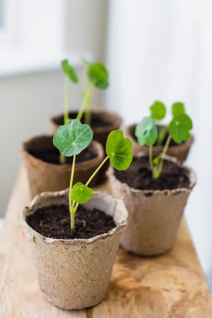 How To Grow Nasturtiums Ultimate Guide To Plant Grow Care