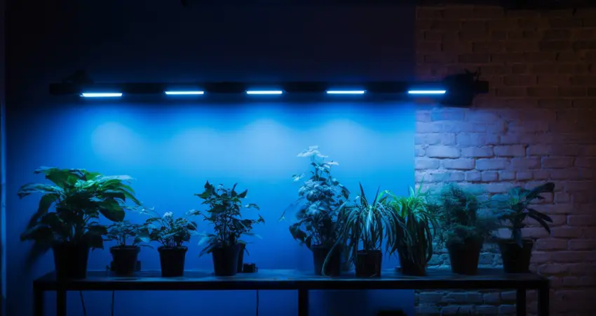 Examples Of Blue Light Application For Indoor Plant Growth