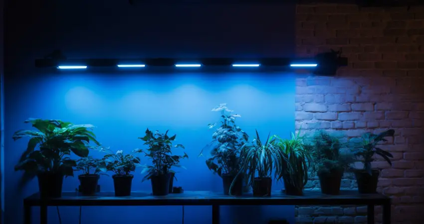 Examples of Blue Light Application for Indoor Plant Growth