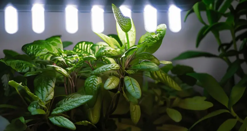 Comparing Artificial Lights For Indoor Plants