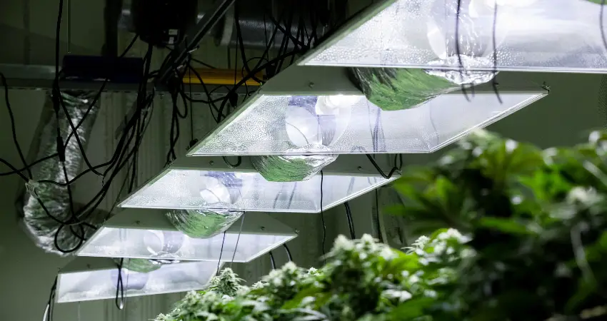 Healthy Plant Growth With Proper Lighting