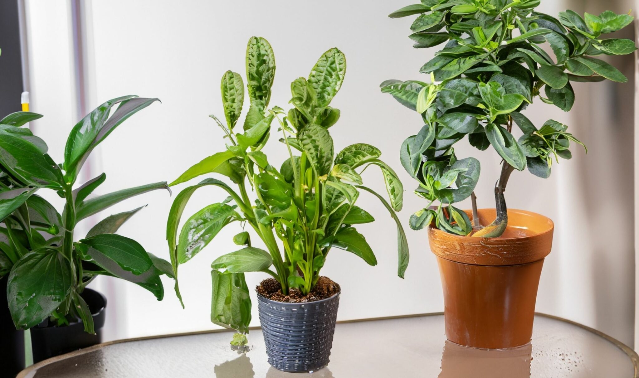 Determine Ideal Watering Frequency For Your Indoor Plants