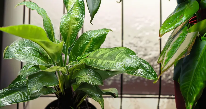 Humidity-Friendly Environment for Tropical Houseplants