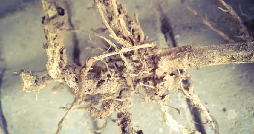Identifying And Treating Root Rot And Overwatering