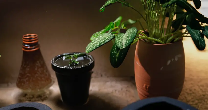 Improving Water Quality for Houseplants