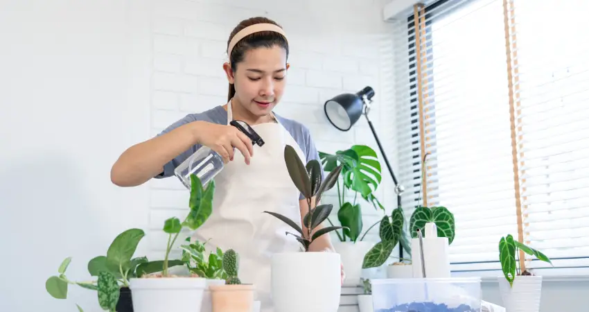 indoor plant watering