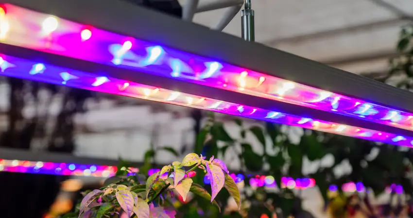 LED Grow Lights for Indoor Plant Growth