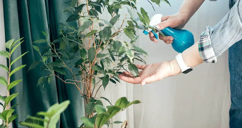 Misting Plants with Water