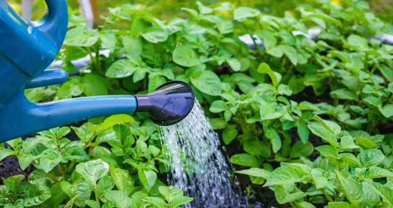 Plant Water Needs And Uptake