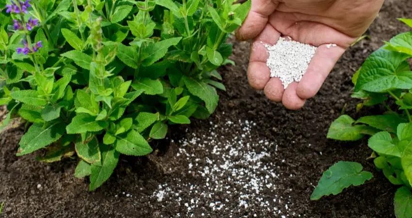Selecting The Right Fertilizer