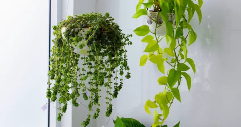 The Effects Of Water Quality On Houseplant Health