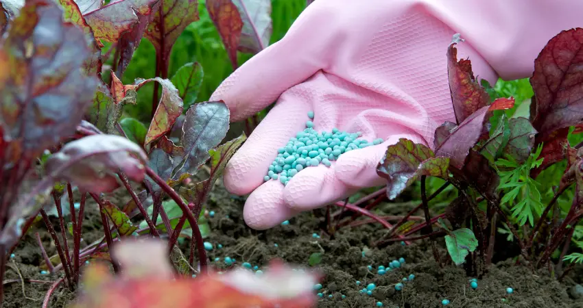 Types of Indoor Plant Fertilizers