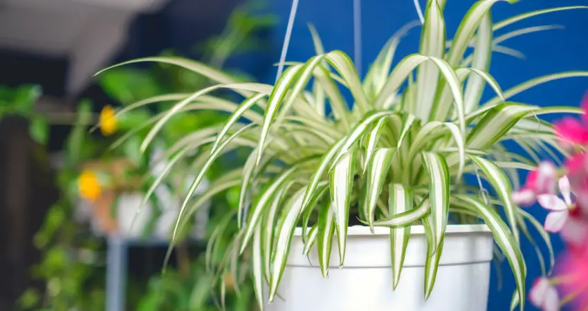 Types Of Indoor Plants By Special Features