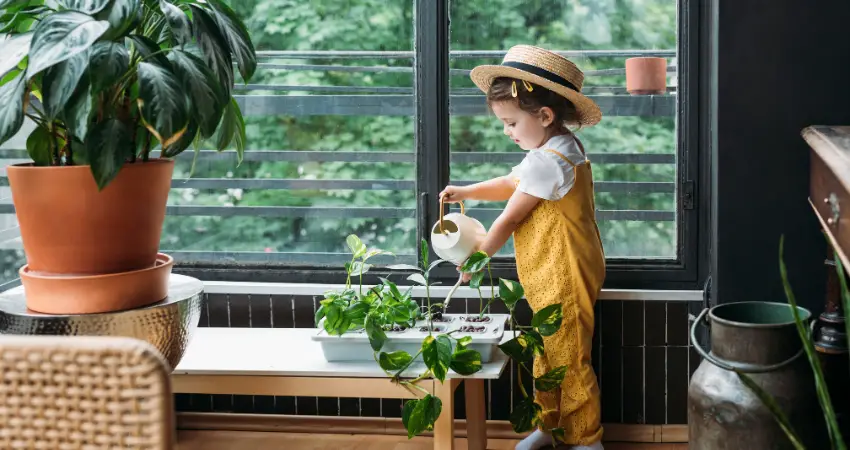 Types Of Indoor Plants By Watering Needs