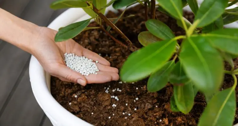 Understanding Indoor Plant Fertilization