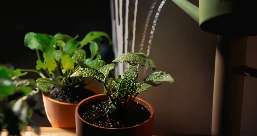 Water Quality Parameters and Their Effects on Houseplants