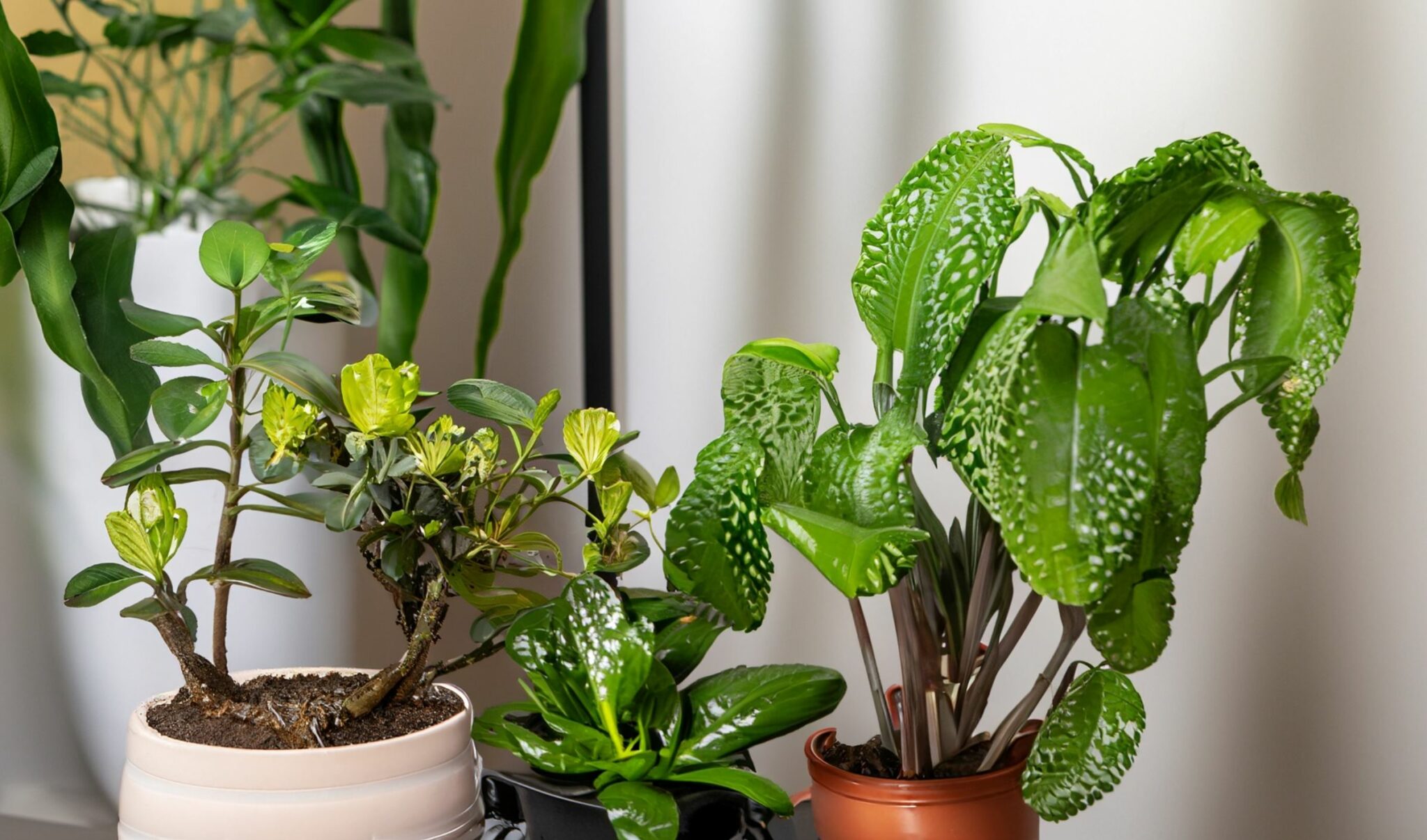 Determine Ideal Watering Frequency For Your Indoor Plants