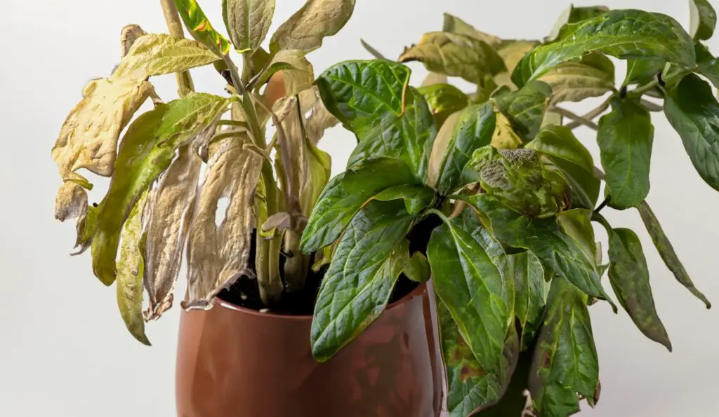 Signs Your Plant Needs Watering