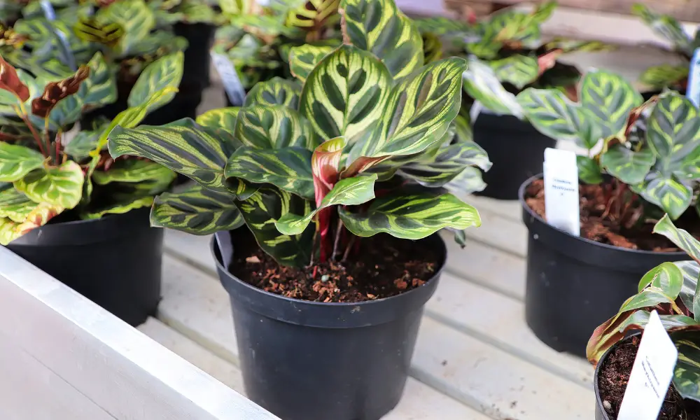 Best Practices for Preparing Your Plant for Repotting