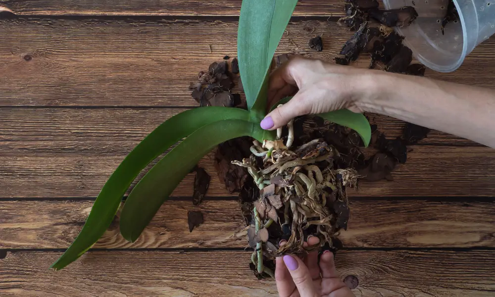 Minimize Root Damage During Repotting