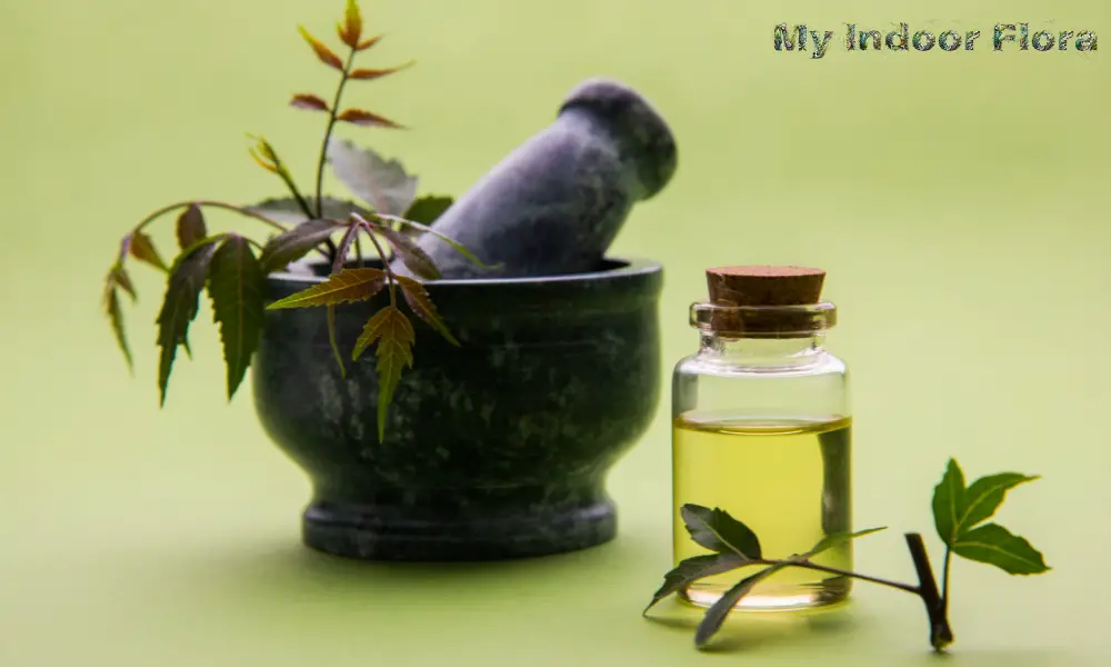 Neem Oil