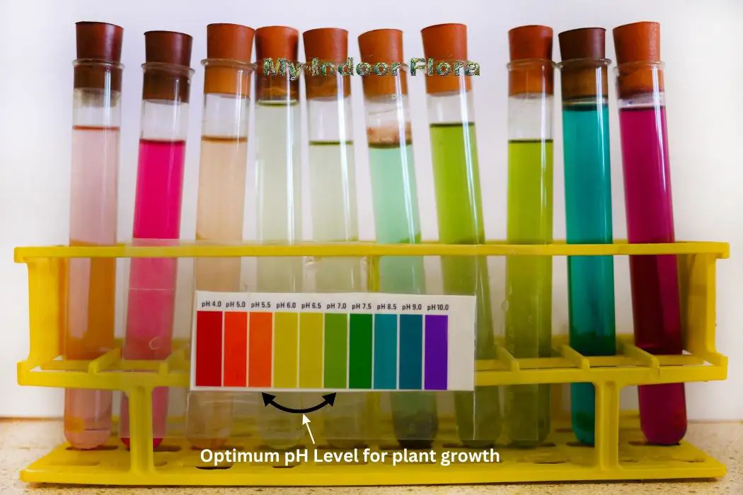 The Impact Of PH Levels On Indoor Plant Growth
