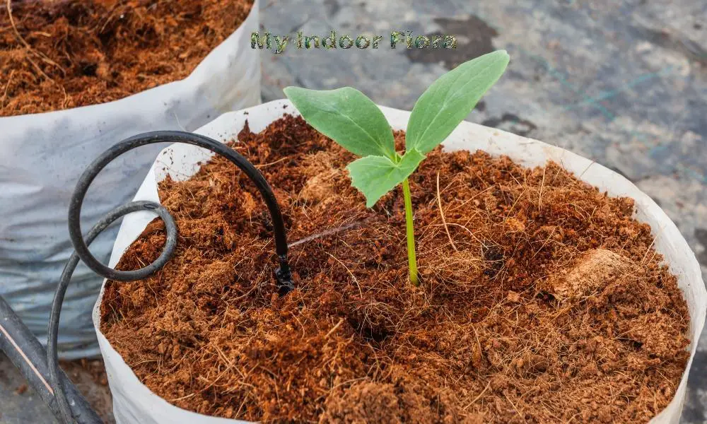 Peat Moss Or Coco Coir