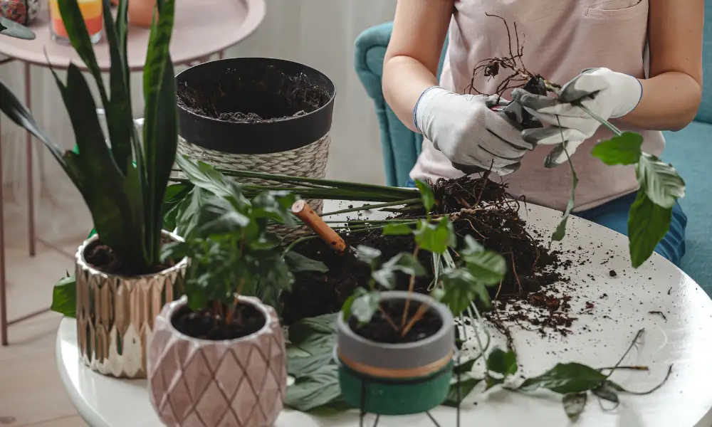 Positioning The Plant In The New Pot To Minimize Root Stress