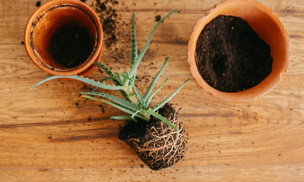 Properly Untangling and Trimming Roots During Repotting