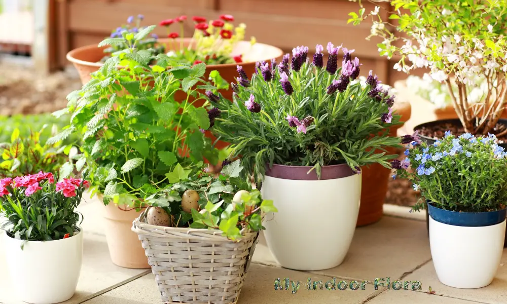 Right Potting Mix for Your Plants