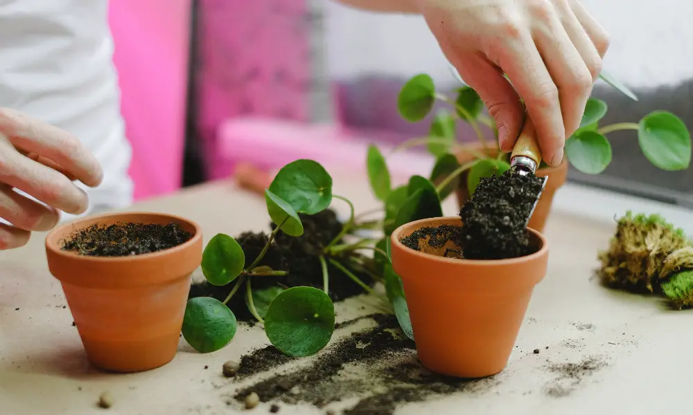 Safely Removing the Plant From Its Current Pot