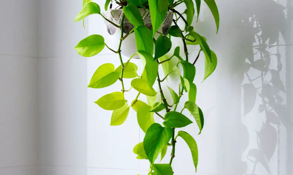 Alternative Containers For Your Indoor Plants