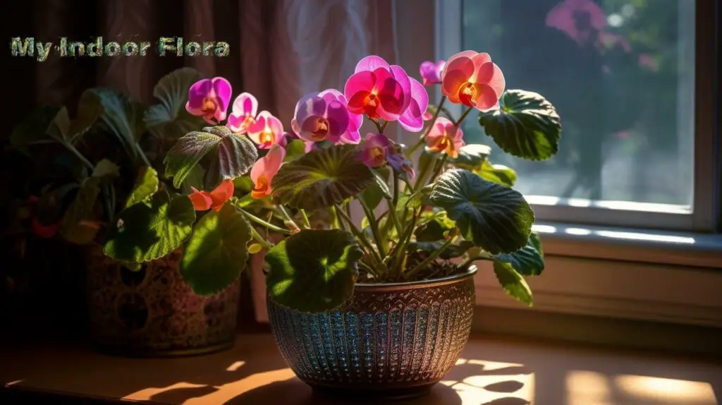 begonias and African violets