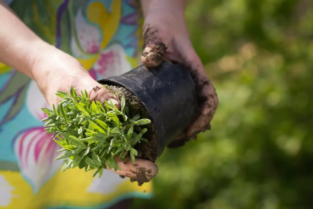 Benefits Of Repotting Your Indoor Plants