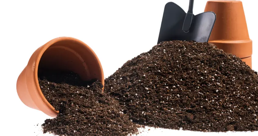 Importance Of Soil And Potting Mix For Indoor Plants