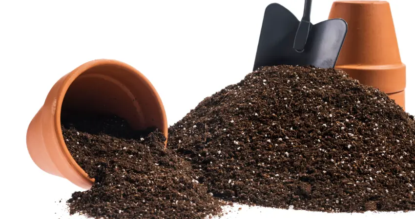 Importance of Soil and Potting mix for indoor plants