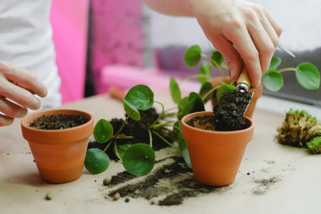 Ensure The Success Of Your Repotting Efforts