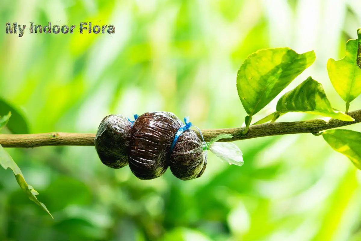 Air Layering Propagation: [Difficult-To-Root Woody Plants]