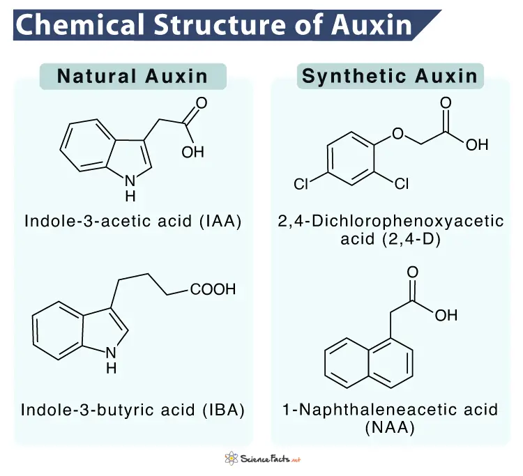 Auxin structure
