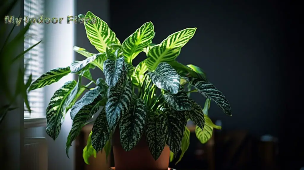 Dieffenbachia