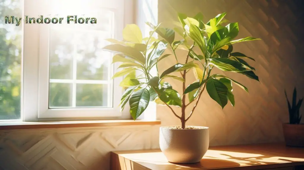 How To Create A Microclimate For Your Houseplants
