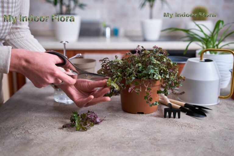 How To Propagate Indoor Plants Through Division