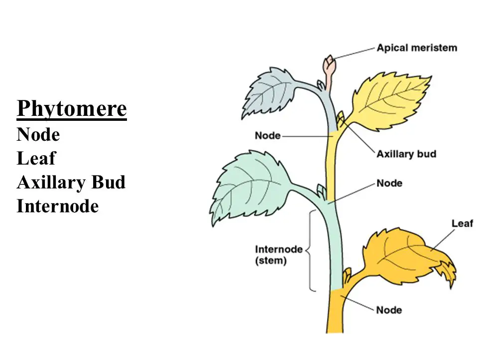 Nodes Internodes And Axillary Buds