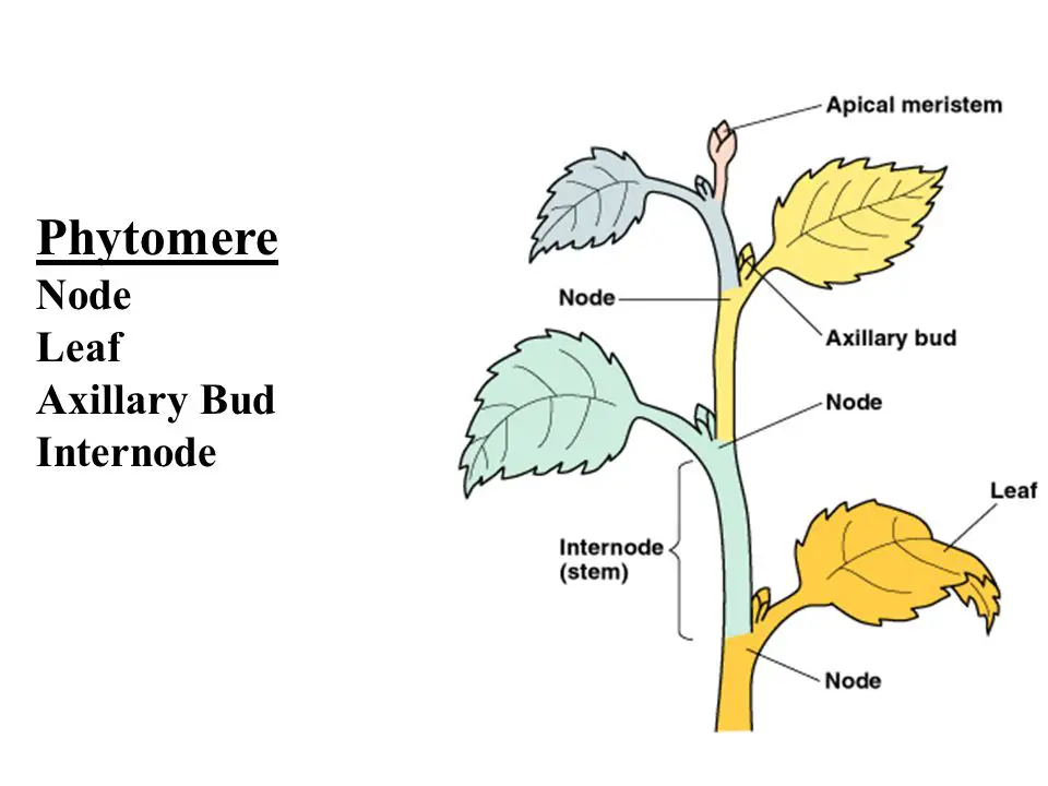 nodes internodes and axillary buds