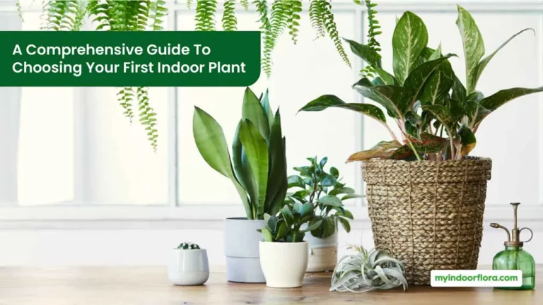 A Comprehensive Guide To Choosing Your First Indoor Plant