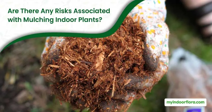 Are There Any Risks Associated With Mulching Indoor Plants