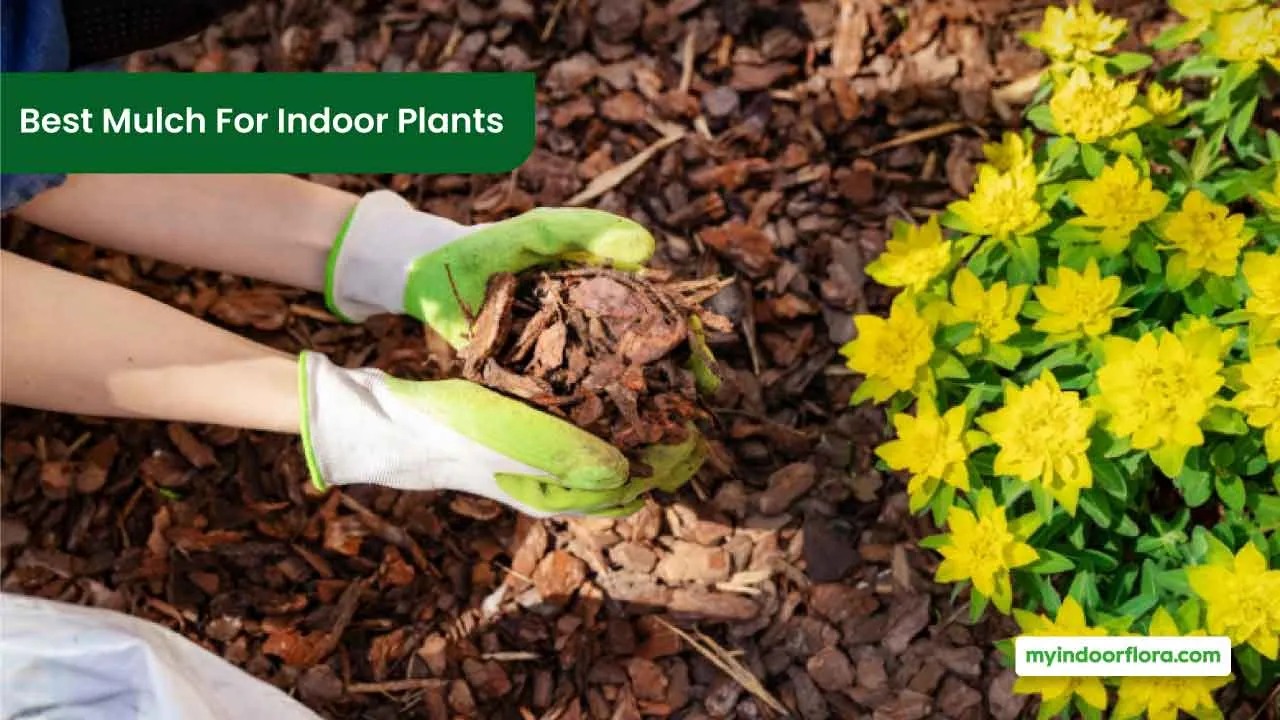 Best Mulch For Indoor Plants An InDepth Exploration