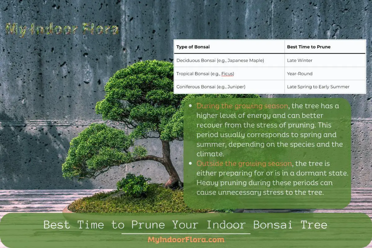 Best Time To Prune Your Indoor Bonsai Tree