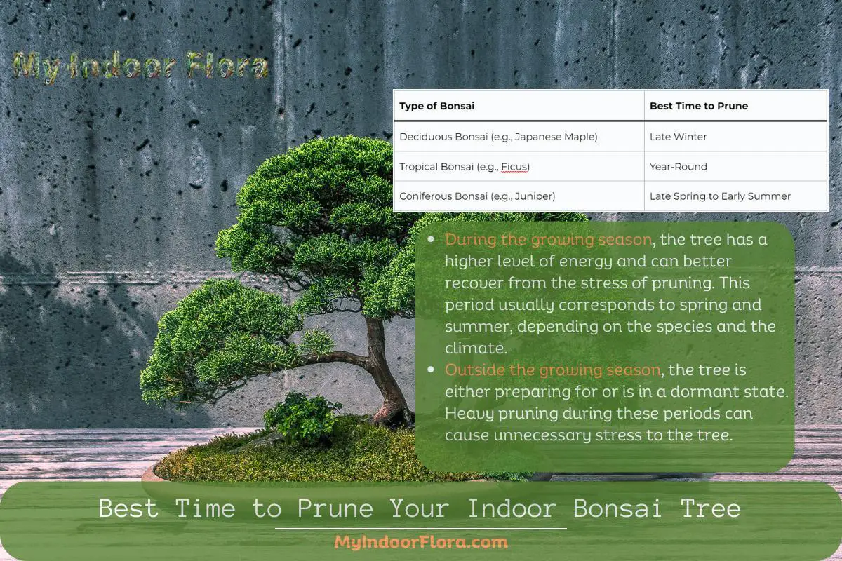 Best Time to Prune Your Indoor Bonsai Tree