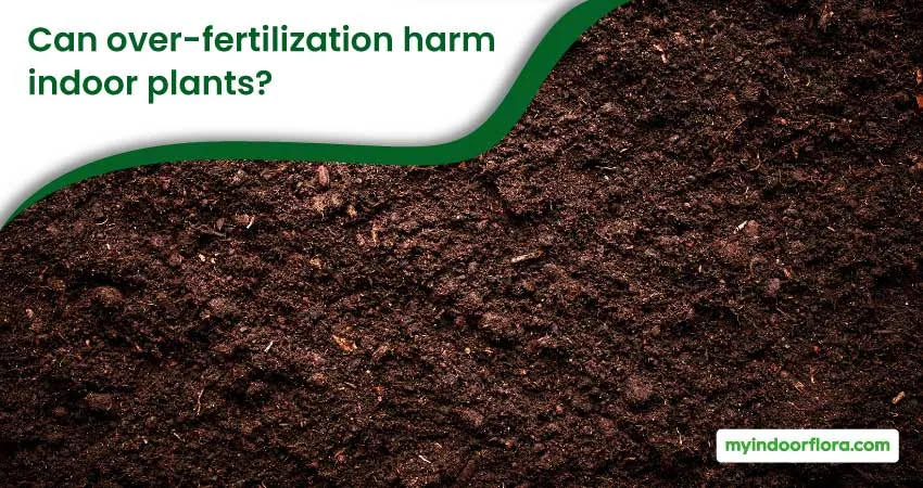 Can over fertilization harm indoor plants